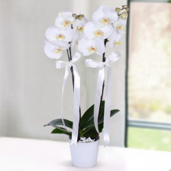 beyaz-orkide-cift-dalli-ithal.jpg