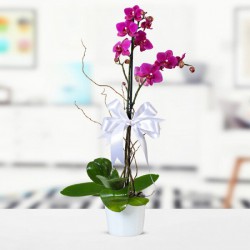 fusya-orkide-tek-dal-ithal.jpg